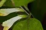 Narrowleaf cowwheat